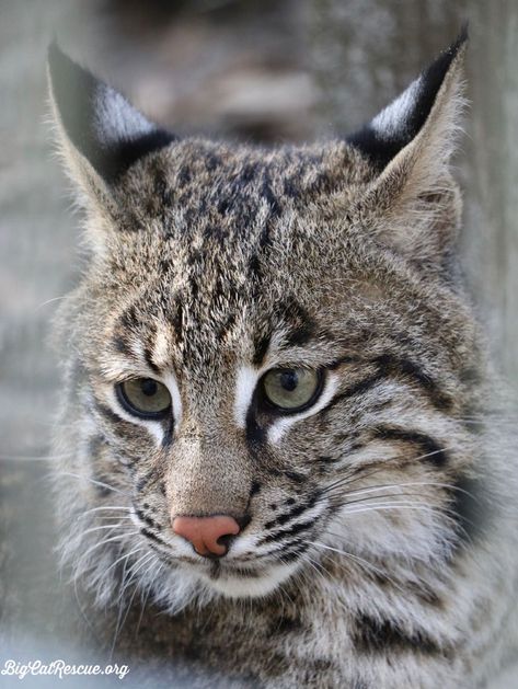 Good morning Big Cat Rescue Friends! ☀️ This cutie pie, Flint bobcat makes every FURiday a fabulous one! #GoodMorning #BigCats #BigCatRescue #Rescue #Cats #TGIF #FridayVibes #Bobcat #Tiger #CaroleBaskin Stay Safe Everyone, Peaceful Evening, Big Cat Rescue, Wild Tiger, Rescue Cats, Big Cat, Cat Rescue, Cutie Pie, Tgif