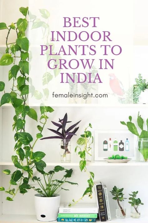 Indoor Plants India, Flowering Plants In India, Bedroom Plants Decor, Low Maintenance Indoor Plants, Home Flower Arrangements, Purple Flowers Garden, Peace Lily Plant, Indoor Flowering Plants, Small Indoor Plants