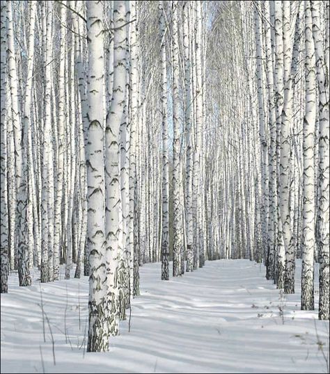 "Come, meet me in the aspens" Winter Scene Printables Free, Aspen Trees Photography, 자작나무 그림, White Birch Trees, Birch Tree Art, White Trees, Aspen Tree, Winter Szenen, Aspen Trees