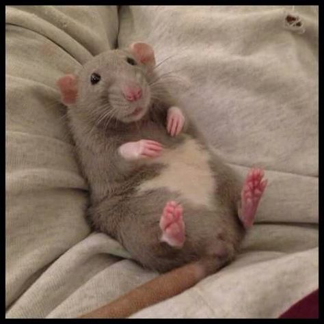 Rat laying down on blanket A Rat, Rats, Bed