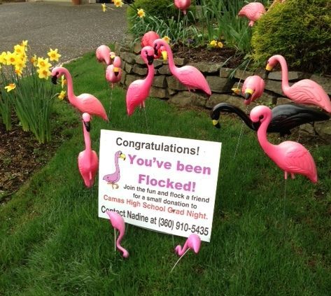 Flocking Fundraiser, Flamingo Fundraiser, You've Been Flocked, Plastic Pink Flamingos, Baseball Fundraiser, Creative Fundraising, Fete Ideas, Post Prom, Pta Fundraising