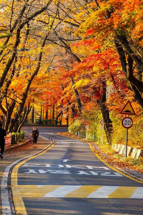 namsan-mountain-autumn-2 Beautiful Place In The World, Autumn In Korea, South Korea Photography, Best Countries To Visit, Travel Life Hacks, World Most Beautiful Place, Scene Background, South Korea Travel, Adventure Travel Explore