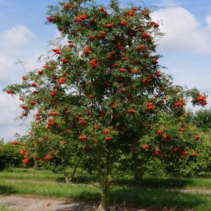 Mountain Ash Tree, Sorbus Aucuparia, Bamboo Seeds, Seaside Garden, Rowan Tree, Dried Berries, Medieval Architecture, Street Trees, Mountain Ash