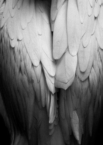 7 Archangels, On The Wings Of Love, I Believe In Angels, Ange Demon, Your Guardian Angel, Black And White Photograph, Angels Among Us, Guardian Angels, Foto Art