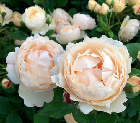 Wollerton Old Hall rose – Susan Rushton Wollerton Old Hall, Austin Garden, Rose Garden Landscape, English Cottage Garden, Fall Garden, David Austin Roses, David Austin, Rose Bush, Love Garden