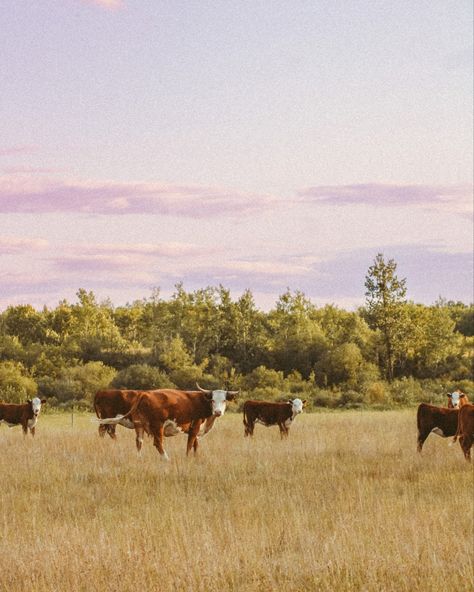 Looking at my shadow, watchin the clouds above Rollin through the rain and hail, lookin for the sunny side of love ⛅️💖 #westernart #westernartphotography #westernphotographer #westernartphotographer #cow #hereford #prairie #cowart #cowsofinstagram #saskatchewan #cattle #ranchlife #pasture #summervibes #finearts #aesthetic Cattle Aesthetic, Cattle Photography, Hereford Cattle, My Shadow, Ranch Life, Cow Art, Hereford, Pretty Photos, Western Art