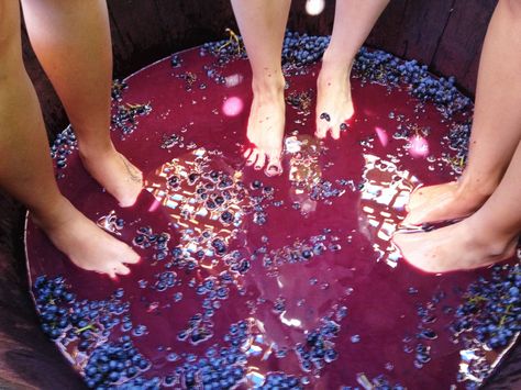 Grape stomping at Grgich. Easter Napkin Folding, Grape Stomping, Grape Crush, Berry Punch, Easter Napkins, Wine Vineyards, Art Alevel, Grape Harvesting, Homemade Wine