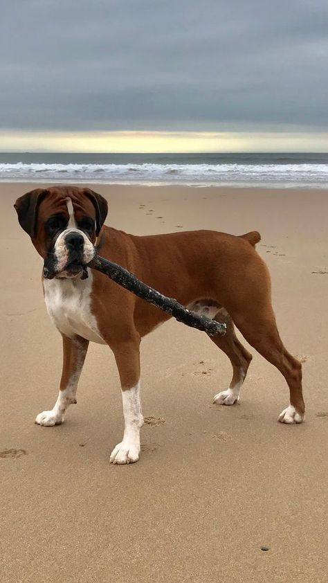 Ike does love carrying sticks he finds on the beach for ages - it’s comical as well as very sweet! Dog With Stick, Boxer Aesthetic Dog, Boxer Dog Pictures, Boxer Dogs Brindle, Boxers Dogs, Boxer Dog Puppy, Boxer Dogs Funny, Dogs Tips, Tattoo Nature