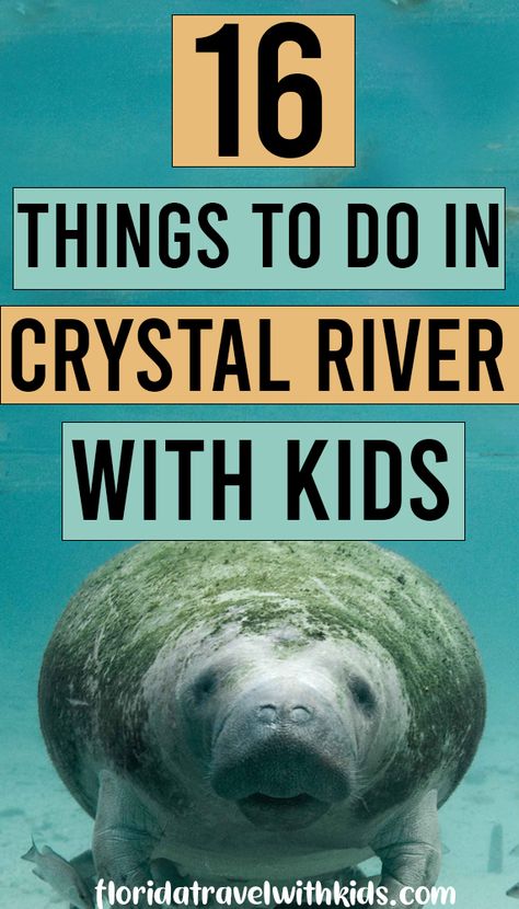 Things to do in Crystal River with kids. If you've heard that Crystal River is the best place in Florida to see manatees and you're looking for more family-friendly things to do in Crystal River, check it out! #crystalriver #manatees #floridatravelwithkids #familyfriendlyflorida #crystalrivermanatees Crystal River Florida Things To Do, Crystal Springs Florida, Best Places In Florida, Swimming With Manatees, Crystal River Florida, Rainbow River, River Float, Crystal Springs, Florida Springs