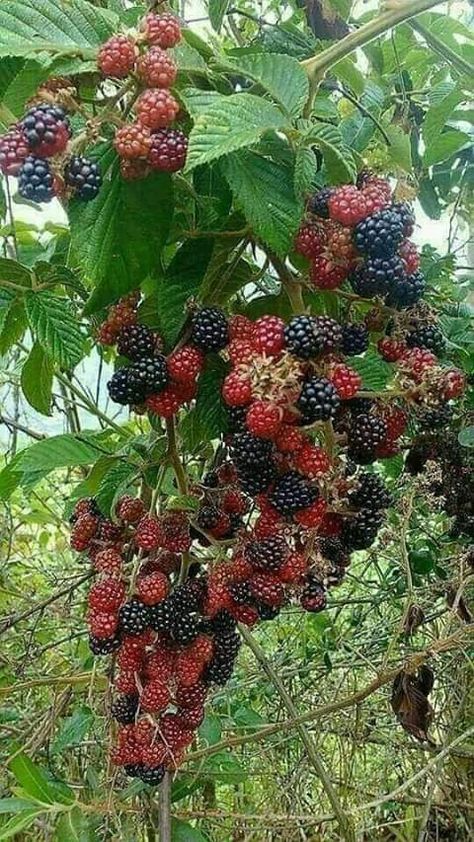 Types Of Berries, Fruit Bearing Trees, Garden Vines, Fruit Photography, Beautiful Fruits, Colorful Fruit, Growing Fruit, Fruit Plants, Fruit Garden