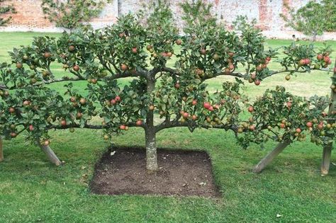 Growing apples takes commitment that keeps the fire in the American love affair with the fruit. Trees In Backyard, Fruit Garden Layout, Fruit Trees Backyard, Espalier Fruit Trees, Fruit Tree Garden, Fruit Growing, Orchard Design, Orchard Garden, Growing Fruit Trees