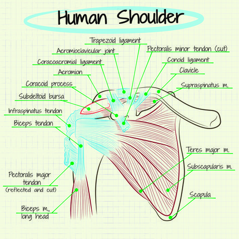 Impingement Shoulder, Mobility Shoulder, Shoulder Anatomy, Physical Therapy School, Studie Hacks, Physical Therapy Student, Shoulder Problem, Shoulder Injury, Shoulder Impingement