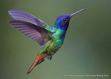 Perhaps the most familiar hummingbird in the U.S. is the Ruby-throated Hummingbird. Description from joshsuich.wordpress.com. I searched for this on bing.com/images Hummingbird Facts, Hummingbird Meaning, Hummingbird Photos, Hummingbird Pictures, Hummingbird Art, Hummingbird Tattoo, Exotic Birds, Bird Pictures, Tropical Birds