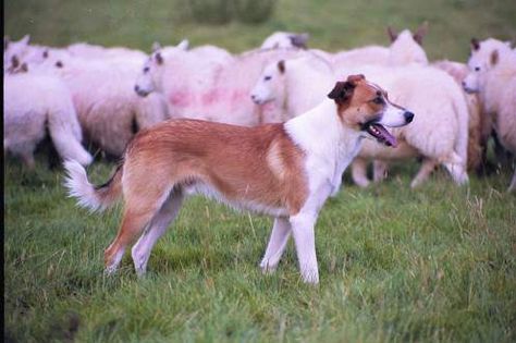 Welsh Sheepdog, Scotch Collie, English Shepherd, Blue Merle, American Kennel Club, Dogs Of The World, Mans Best Friend, Country Life, Black And Tan