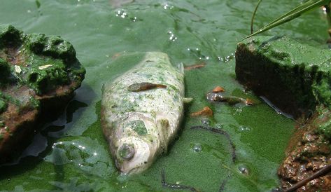 Algae blooms can be devastating to local wildlife, ecosystems, and people. But what are algae blooms? What causes them, and can we prevent them? Chunky Guacamole, Water Pollution, Daily Water, Portobello, Day At The Beach, Guacamole, Pollution, At The Beach, Fish Pet