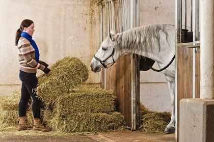 Tips for Feeding New Hay Horse Weight, Horse Nutrition, Horse Hay, Equine Nutrition, Horse Info, Dream Farm, Horse Feed, Horse Posters, Hobby Farm