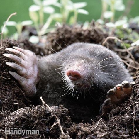 Moles In Yard, Killing Japanese Beetles, Diy Pest Control, Flea Prevention, Japanese Beetles, Bug Control, Insect Control, Earthworms, Garden Guide