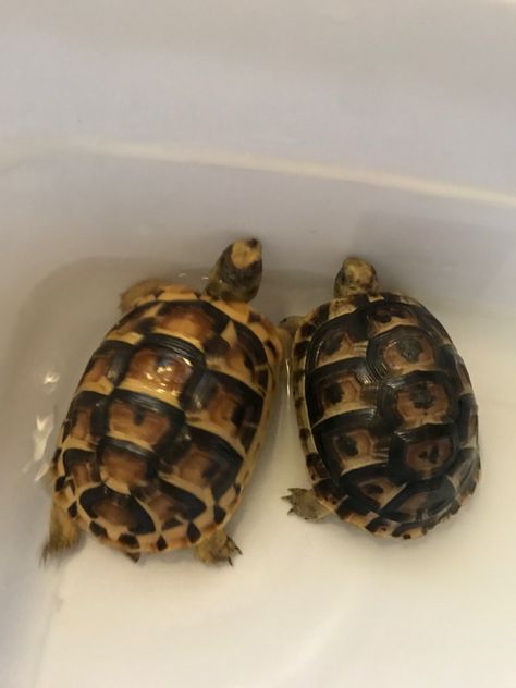 1 year old golden greek tortoises Tortoise Aquarium, Greek Tortoise, Animal References, Turtles, Tortoise, 1 Year, Year Old, Pet, Animals