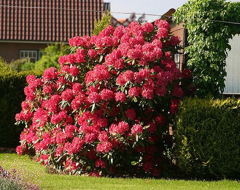 Rodedenderon Bush, Shade Bushes, Rhododendron Bush, Rhododendron Care, Colourful Trees, Privacy Hedges, Organic Gardening Pest Control, Bush Garden, Creative Landscape