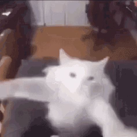 Dancing Cat Gif, White Cat Meme, Happy Cat Gif, Drunk Cat, Cat Animated, Jumping Cat, Happy Gif, Cat Talk, Image Cat