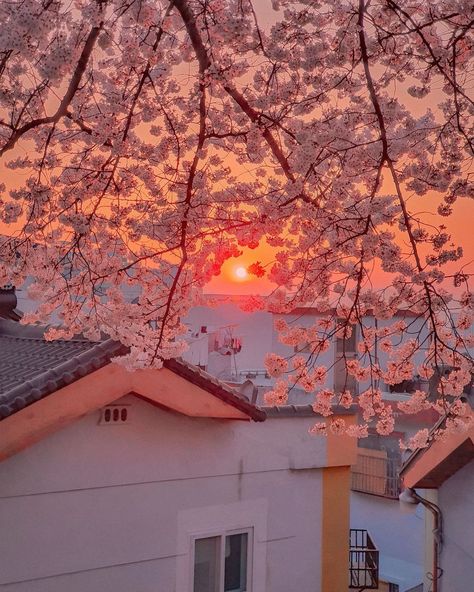 Spring Scenery, Cherry Blossom Japan, Cherry Blossom Trees, Sakura Tree, Nothing But Flowers, Pretty Landscapes, Japan Aesthetic, Aesthetic Japan, Japanese Aesthetic