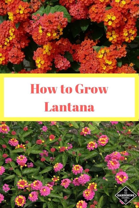 Lantana Plant, Yard Flowers, Container Garden Design, Florida Gardening, Hydrangea Care, Container Gardening Flowers, Flower Gardening, Have Inspiration, Home Vegetable Garden