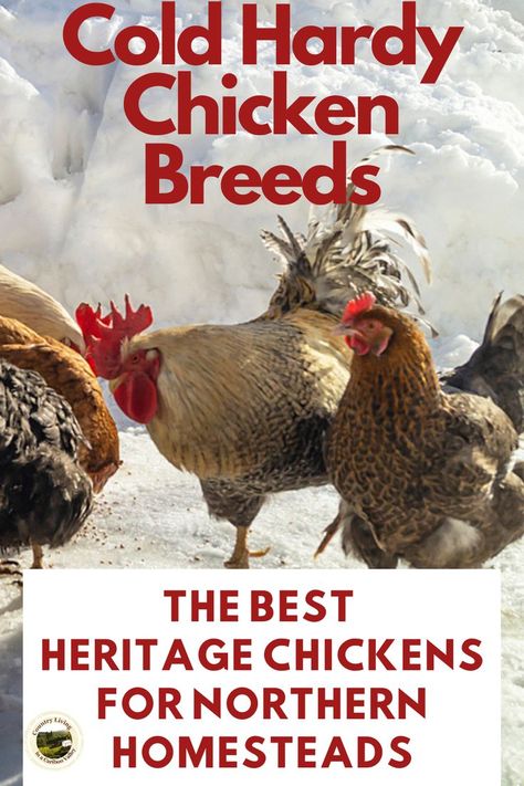 The top chicken breeds for cold climates. These dual purpose chickens do great in Canadian winters. Raise these hardy chickens for meat and eggs! Heritage Breeds Livestock, Chicken Breeds For Eggs, Best Chicken Breeds, Heritage Chicken Breeds, Chickens 101, Preparing For Winter, Heritage Chickens, Chicken Flock, Chickens In The Winter