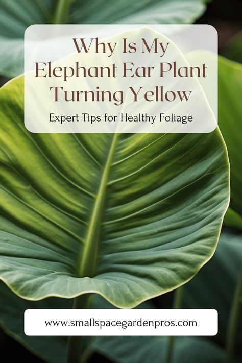 Is your Elephant Ear plant turning yellow? Find out the common causes and solutions to keep your plant healthy and vibrant! Learn about proper care, watering tips, and how to diagnose issues to ensure your Elephant Ear thrives. Click to discover the best practices for maintaining lush, green foliage and preventing yellowing leaves. #PlantCare #ElephantEarPlant #GardeningTips #HouseplantCare #GreenThumb #IndoorPlants Plant Leaves Turning Yellow, Elephant Eating, Water Issues, Elephant Ear Plant, Insecticidal Soap, Plant Help, Elephant Ears, Plant Health, House Plant Care