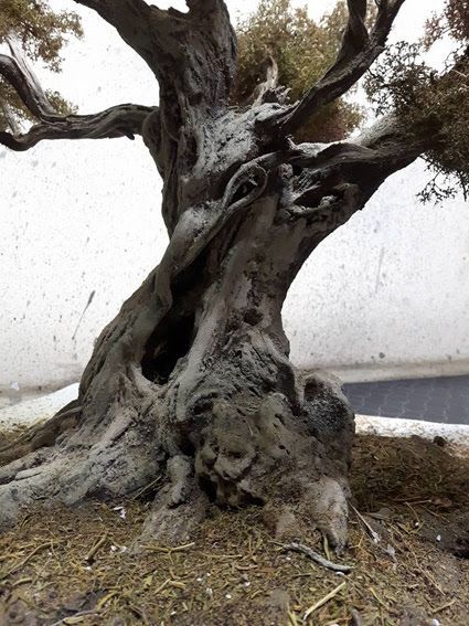 Weird Trees, Twisted Tree, Wire Trees, Old Trees, Old Tree, Ancient Tree, Tree Trunks, Tree Photography, Unique Trees