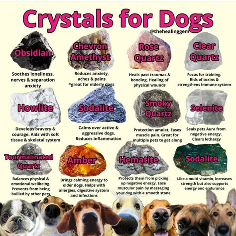 Crystals For Dogs, Crystal Knowledge, Pet Healing, Reiki Room, Animal Reiki, Elderly Dogs, Witch Stuff, Dog Enrichment, Dog Branding