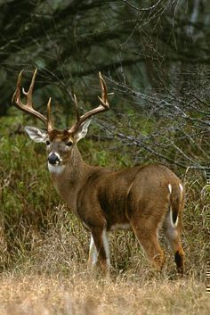 Whitetail buck Whit  Whitetail buck Whit Whitetail buck Whit Whitetail buck Whit Whitetail buck Whit Whitetail buck Whit Whitetail buck Whit Whitetail buck Whit Whitetail buck Whit Whitetail buck Whit Whitetail buck Whit Whitetail buck Whit Whitetail buck Whit Whitetail buck Whit Whitetail buck Whit Whitetail buck Whit Whitetail buck Whit Whitetail buck Whit Whitetail buck Whit Whitetail buck Whit Whitetail buck Whit Whitetail buck Whit Whitetail buck Whit Whitetail buck Whit Whitetail buck Whit Whitetail buck Whit Whitetail buck Whit Whitetail buck Whit Whitetail buck Whit Whitetail buck Whit Whitetail buck Whit Whitetail buck Whit Whitetail buck Whit Whitetail buck Whit Whitetail buck Whit Whitetail buck Whit Whitetail buck Whit Whitetail buck Whit Whitetail buck Whit Whitetail buck Whit Whitetail Deer Pictures, Deer Photography, Whitetail Deer Hunting, Big Deer, Deer Photos, Deer Pictures, Whitetail Bucks, Hunting Life, Buck Deer