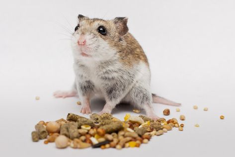 Organic Hamster Food Recipe Diy Hamster Food, Hamster Diet, Healthy Pet Treats, Classroom Pets, Hamsters As Pets, Meal Worms, Hamster Food, Hamster Care, Hamster Treats