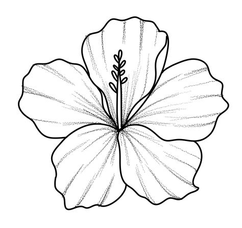 Thespesia Grandiflora Tattoo, Hibiscus Flower Tattoo Stencil, Hibiscus Tattoo Stencil, Fine Line Hibiscus Tattoo, Puerto Rican Flower Tattoo, Hibiscus Flower Drawing Simple, Hibiscus Flower Outline, Hibiscus Flower Tattoo Design, Hibiscus Outline