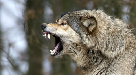 Wolf Growling, Lup Singuratic, Wild Animals Attack, Snarling Wolf, Angry Wolf, Angry Animals, Animal Attack, Wolf Photos, Timber Wolf