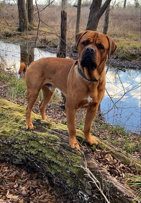 Rottweiler Dogue de Bordeaux french mastiff mix mastweiler solid red Rottweiler crossbred mixed breed 17 months old Red Rottweiler, Old Mansions Interior, Prada Aesthetic, Mastiff Mix, Mastiff Breeds, French Mastiff, Rottweiler Mix, Boxer Mix, Rottweiler Dog