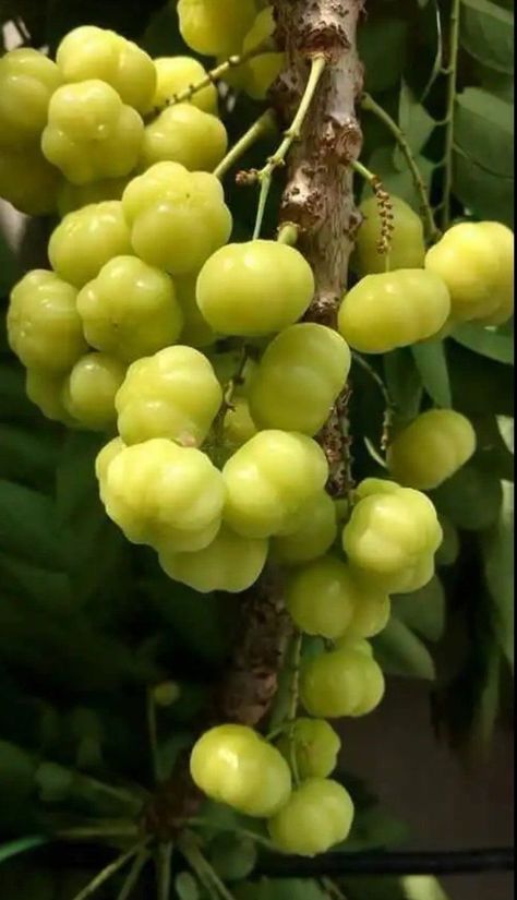 Caribbean Fruits, Gooseberry Tree, Goose Berry, Meat Goats, Fruits And Vegetables Pictures, Weird Fruit, Types Of Berries, Fruit Bearing Trees, Vegetables Photography