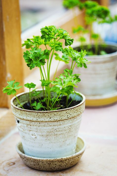 best kitchen plants parsley Growing Mint Indoors, Parsley Plant, Chives Plant, Best Herbs To Grow, Easy Herbs To Grow, Growing Cilantro, Growing Herbs Indoors, Small Urban Garden, Growing Mint