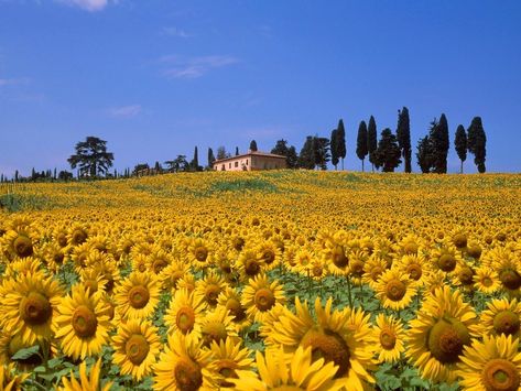 *🇮🇹 Field of sunflowers (Tuscany, Italy) from Cultura RM 🌾🌼 Apr-25-2022 Tuscany Travel, Toscana Italia, Under The Tuscan Sun, Yellow Sunflowers, Sunflower Fields, A Hill, Tuscany Italy, Pisa, Vacation Spots