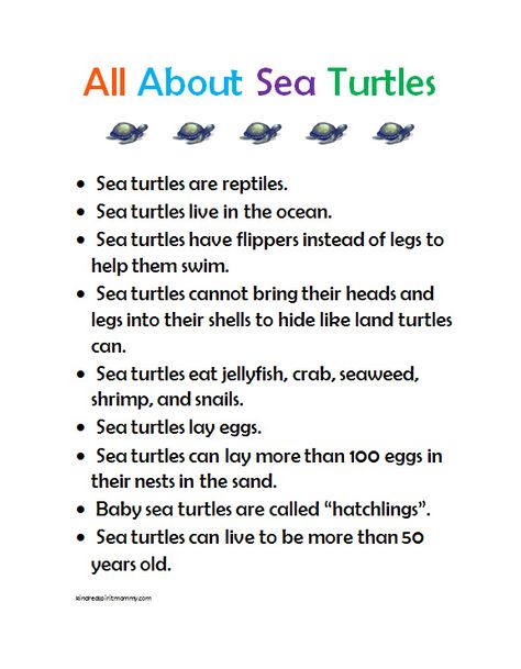 Sea turtle preschool fact sheet printable and other sea turtle craft and activity ideas Sea Turtles Craft, Sea Turtle Preschool, Turtle Theme Preschool Activities, Turtle Activity Preschool, Turtle Preschool, Turtle Lesson Plans, Turtle Activity, Turtle Unit Study, Sea Turtle Craft