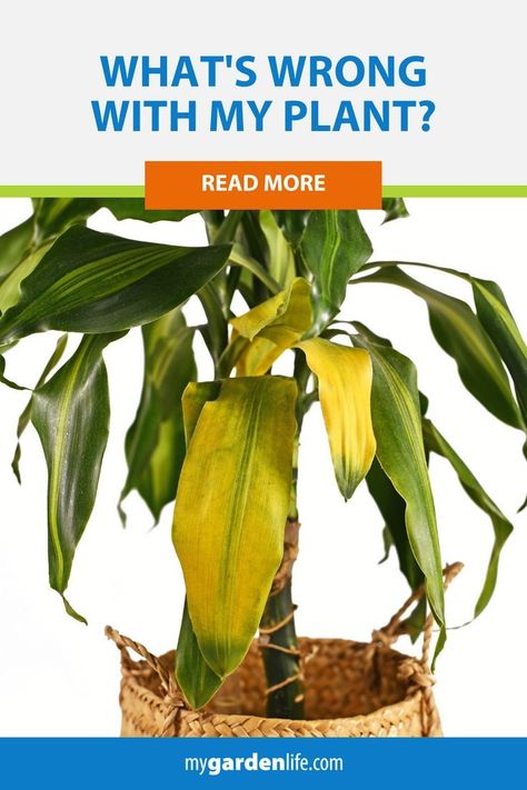 Corn Plant Care, Plant Deficiencies, Plant Leaves Turning Yellow, Plant App, Identify Plant, Household Plants, Corn Plant, My Plant, Garden Solutions