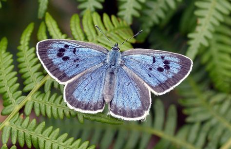 Karner Blue Butterfly, Rare Butterfly, Butterfly Facts, Oregano Plant, Tiny Ants, Most Beautiful Butterfly, Red Ant, Moon Book, Butterfly Species