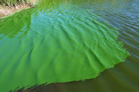 Bloom of cyanobacteria in a freshwater pond by Christian Fischer / CC BY-SA (https://creativecommons.org/licenses/by-sa/3.0) Nitrogen Fixation, Microscopic Organisms, Green Slime, Blue Green Paints, Blue Green Algae, Pond Filters, Green Algae, Photosynthesis, Water Quality