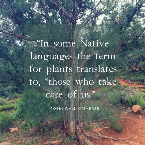 Medicine Quotes, Native American Wisdom, Plant Medicine, Study Quotes, Herbal Healing, Garden Quotes, December 4, Nature Study, True Friendship