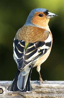 Chaffinch - have different songs based on height of their nests. European Wildlife, Colly Birds, Chaffinch, Most Beautiful Birds, Most Beautiful Animals, Rare Birds, Rare Animals, Nature Birds, All Birds