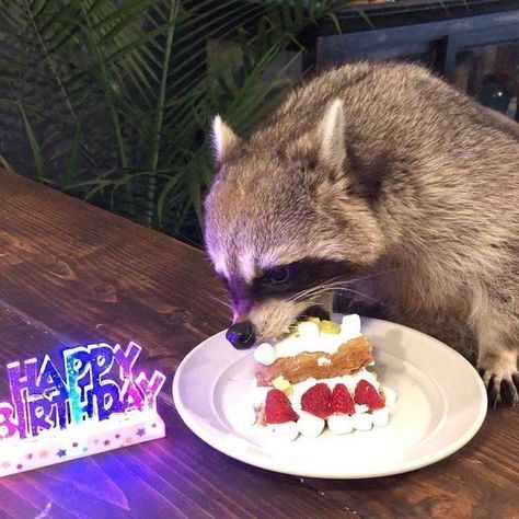 Birthday Raccoon, Pet Raccoon, Cute Raccoon, Raccoon Funny, Trash Panda, Silly Animals, Racoon, Oui Oui, Cute Animal Pictures