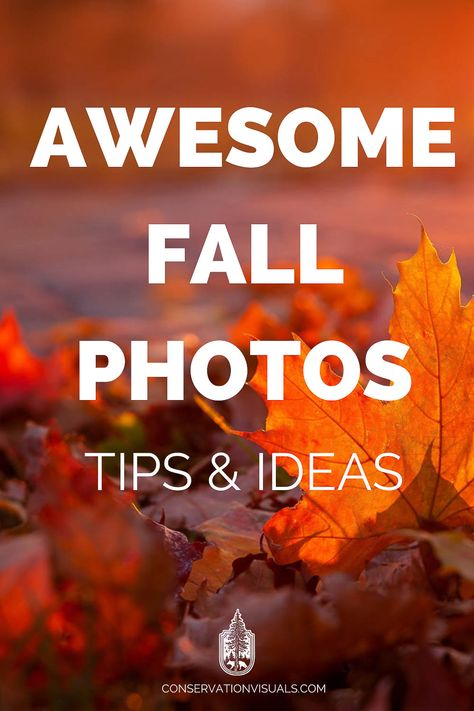 Fall Camera Settings, Photo Tricks Creative, Leaf Photography Photo Ideas, Camera Filter Settings, Autumn Pictures Photography, Composition Photography Ideas, Photo Composition Ideas, Photography Tricks Creative, Autumn Photography Ideas