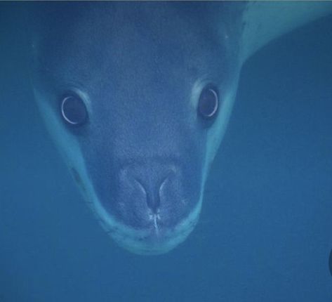 Leopard Seal Aesthetic, Leopard Seal Art, Seal Fursona, Seal Aesthetic, Sea Leopard, Leopard Seal, Animal Study, Marine Mammals, Silly Animals