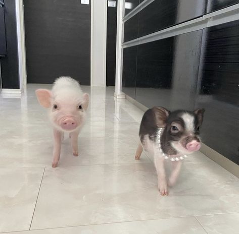 Pet Pig, Baby Pig, Pet Pigs, Baby Pigs, Cute Aesthetic, Pigs, Cute Animals, Pet, Animals