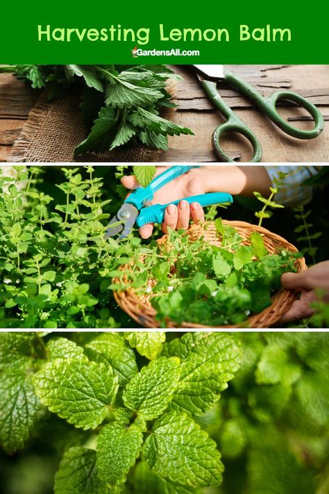 Harvesting lemon balm How To Dry Lemon Balm, How To Harvest Lemon Balm, Harvesting Lemon Balm, What To Do With Lemon Balm, Harvest Lemon Balm, Herbalist Recipes, Lemon Balm Uses, Harvest Herbs, Lemon Balm Recipes