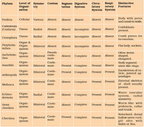 Easy Animal Kingdom Classification Chart👇 https://biologymam.com/animal-kingdom-classification-chart/#Animal_Kingdom_Classification_Chart Animal Kingdom Biology, Animal Classification Chart, Animal Kingdom Classification, Kingdom Classification, Neet Biology, School Study Ideas, Animal Classification, Study Flashcards, Earth Photos